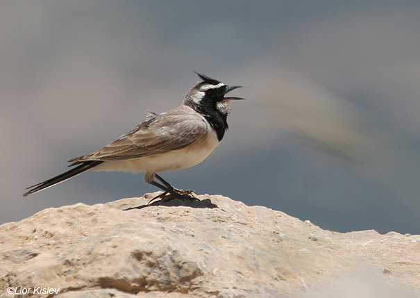  צחיחנית החרמון  Horned Lark  Eremophila alpestris                             הר החרמון ,יוני 2008.צלם:ליאור כסלו